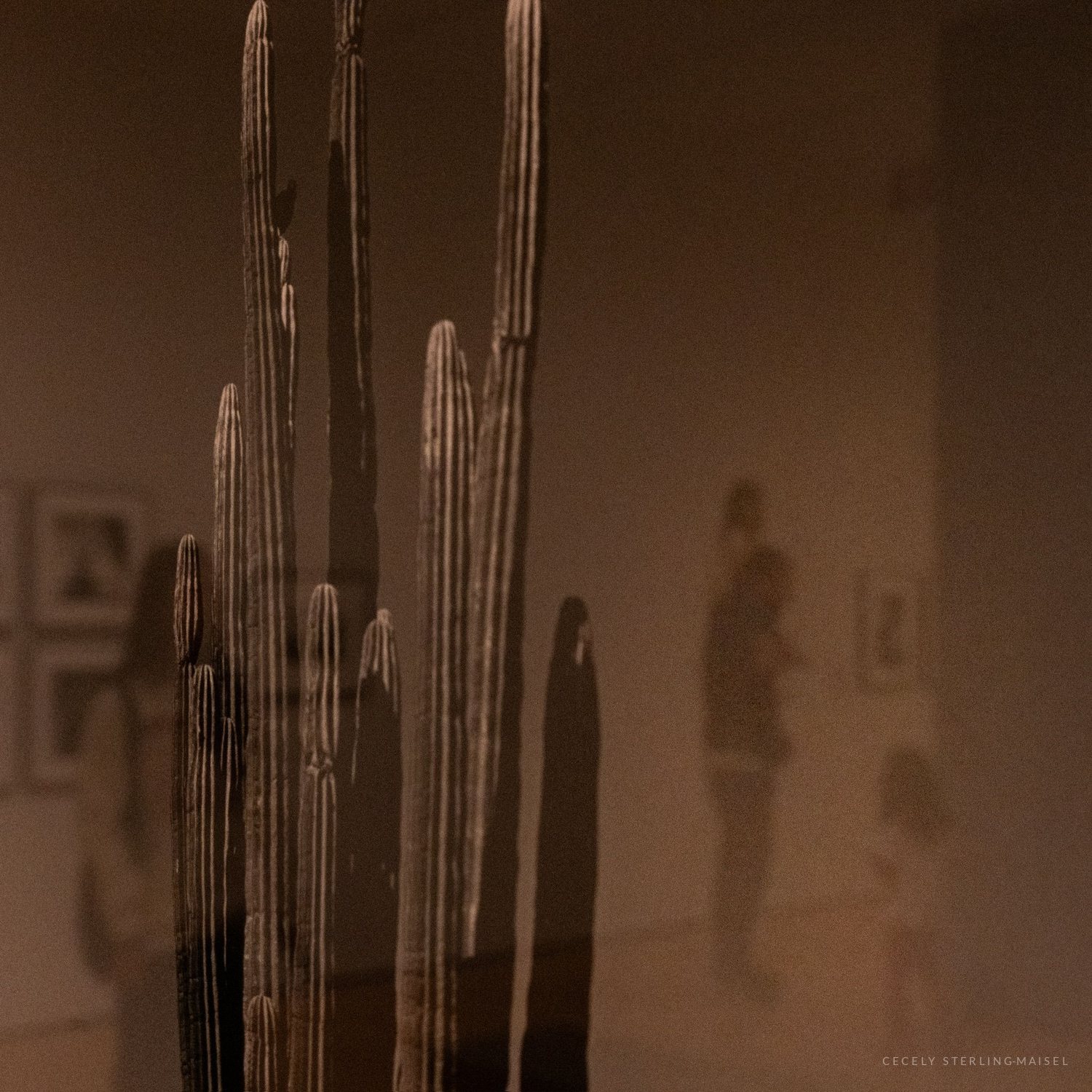 Tall dried cactus stems in a museum case, with the blurred shapes of visitors moving on the wall behind them.