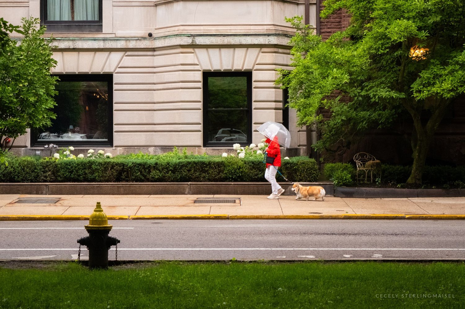 A person in red under a white umbrella walking a small dog past a stone townhouse and flowerbeds.
