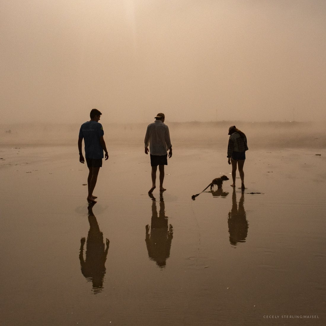 Three people and a dog walking across wet sand in warm sea fog, their reflections mirrored beneath them.