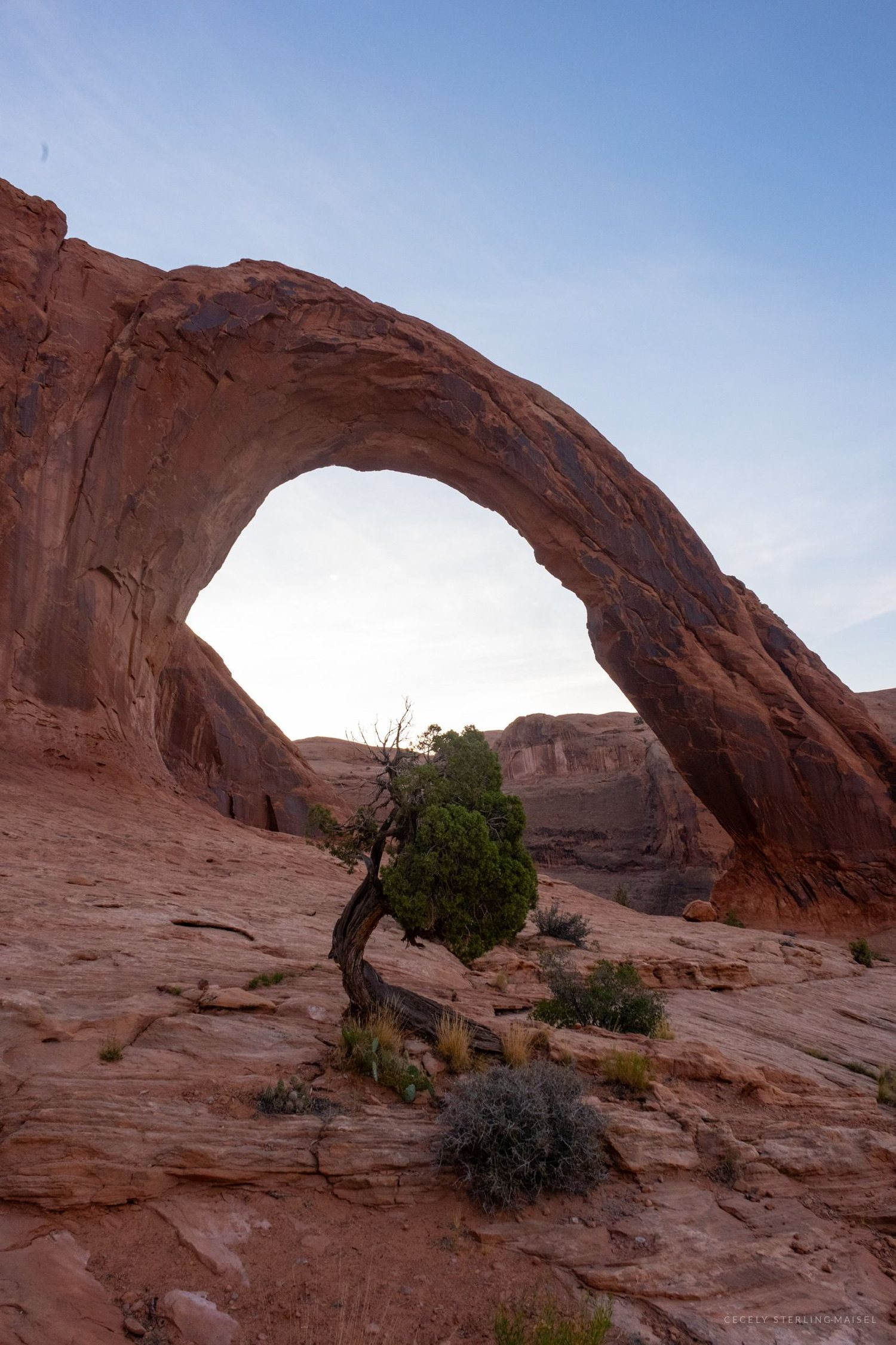 A twisted juniper standing under a long sandstone arch with the sun burning through the opening.