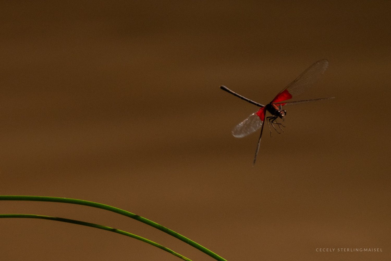 A red dragonfly hovering over still golden water, a blade of grass curving in from the left.
