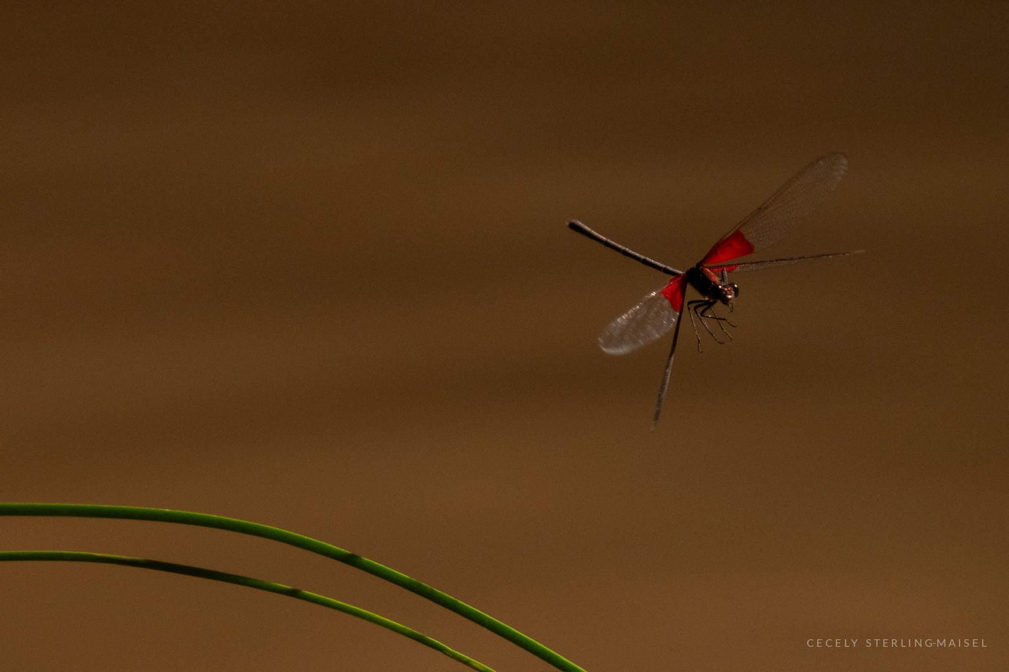 A red dragonfly hovering over still golden water, a blade of grass curving in from the left.