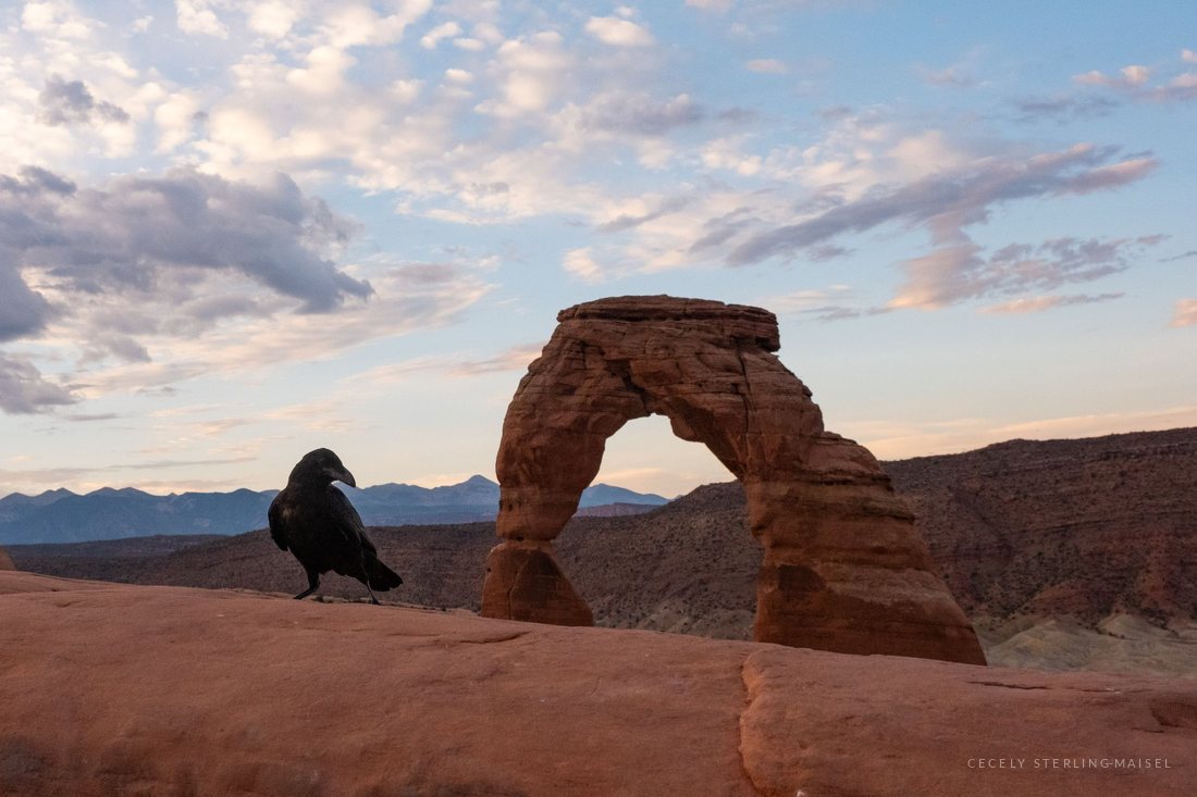 A raven standing on bare slickrock at dusk with Delicate Arch and the La Sal Mountains behind it.
