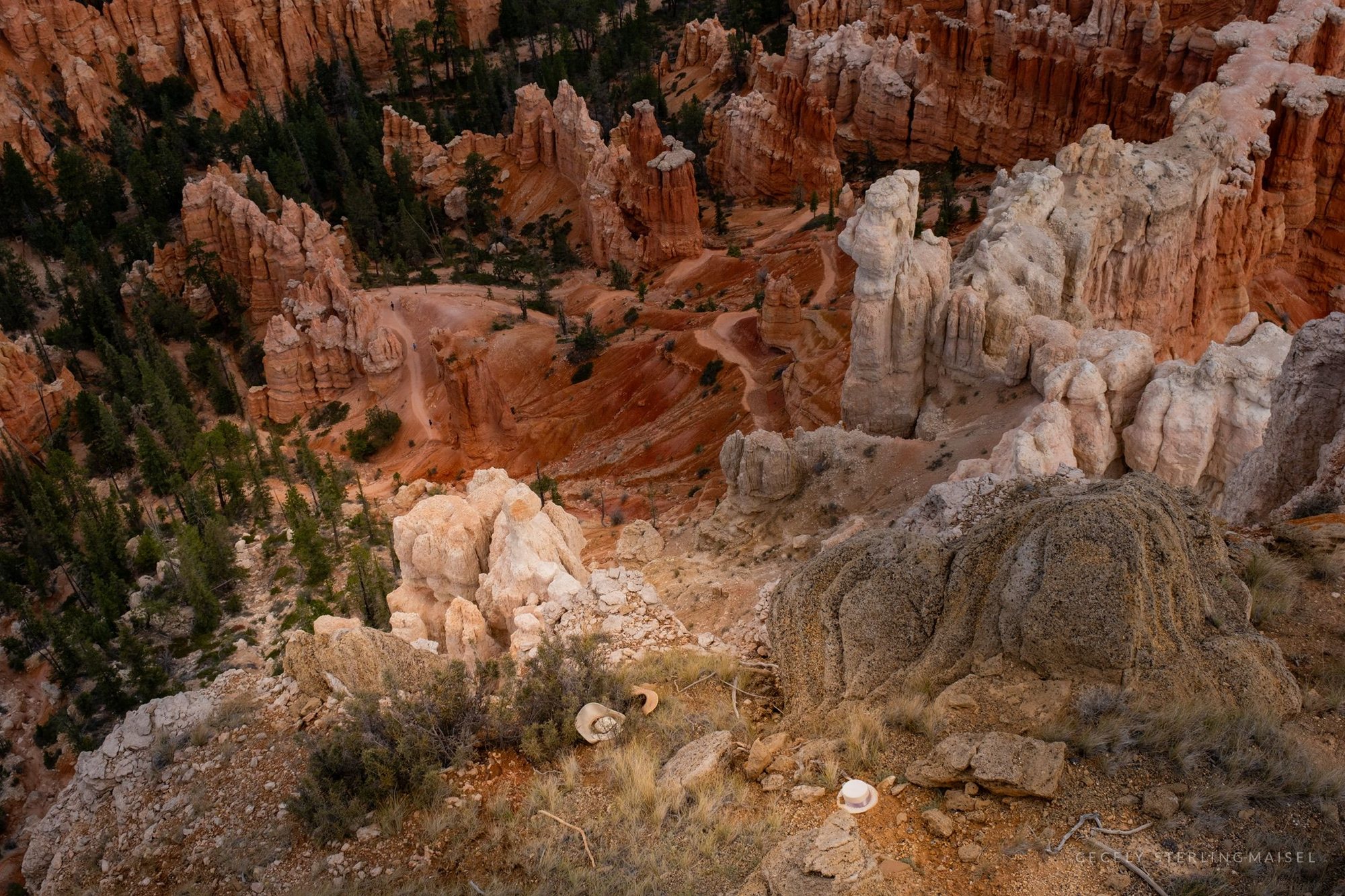 Ranks of orange and white hoodoos falling away below a pine-covered rim.