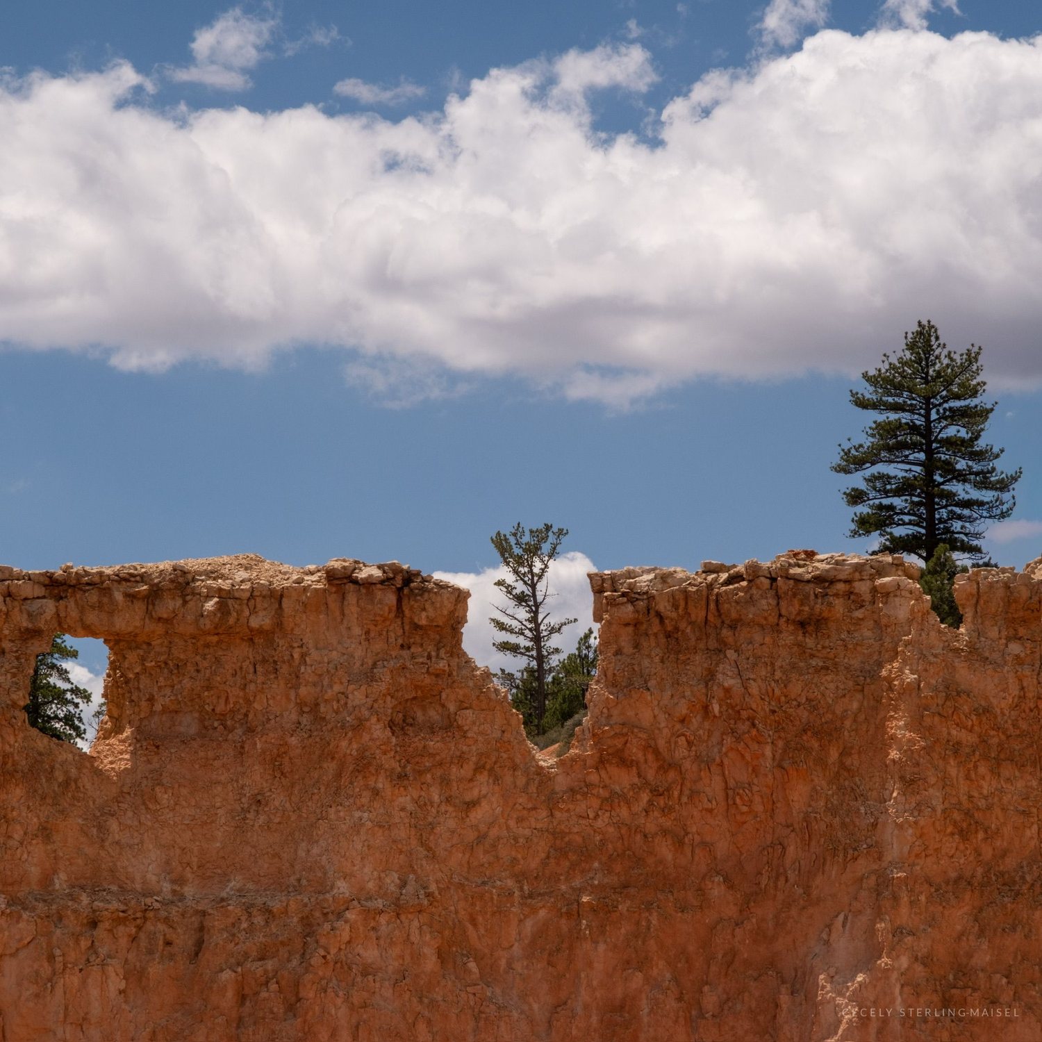A wall of pale rock pierced by two window-like holes, a pine standing behind it against cloud.