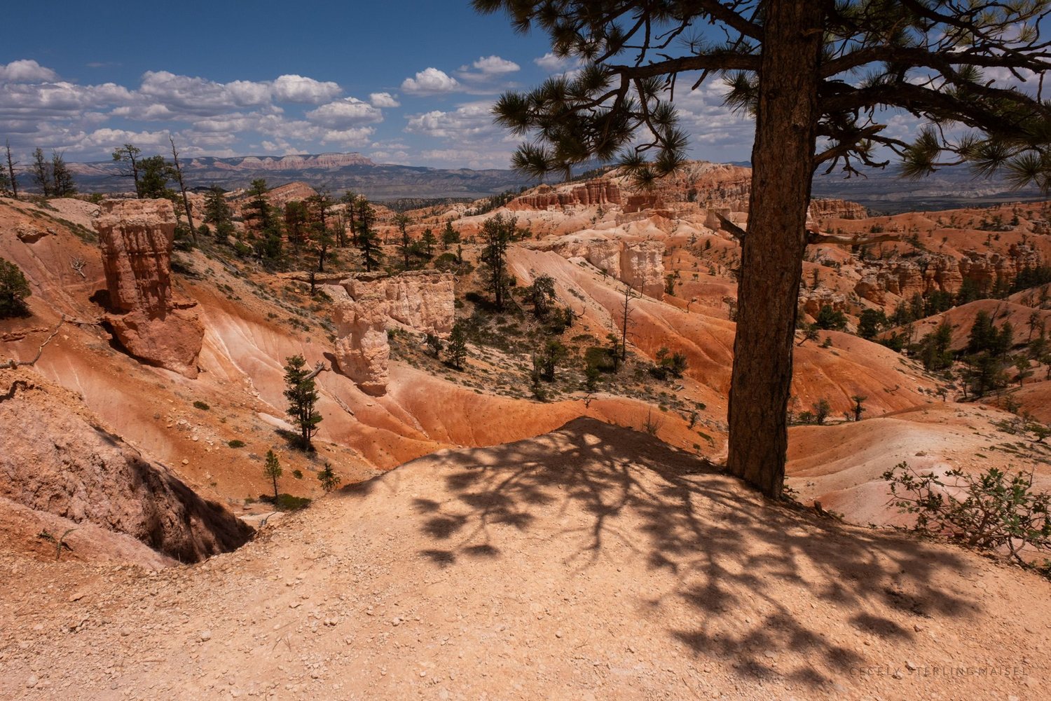 A trail running along the rim with a pine throwing a broad shadow across the path.