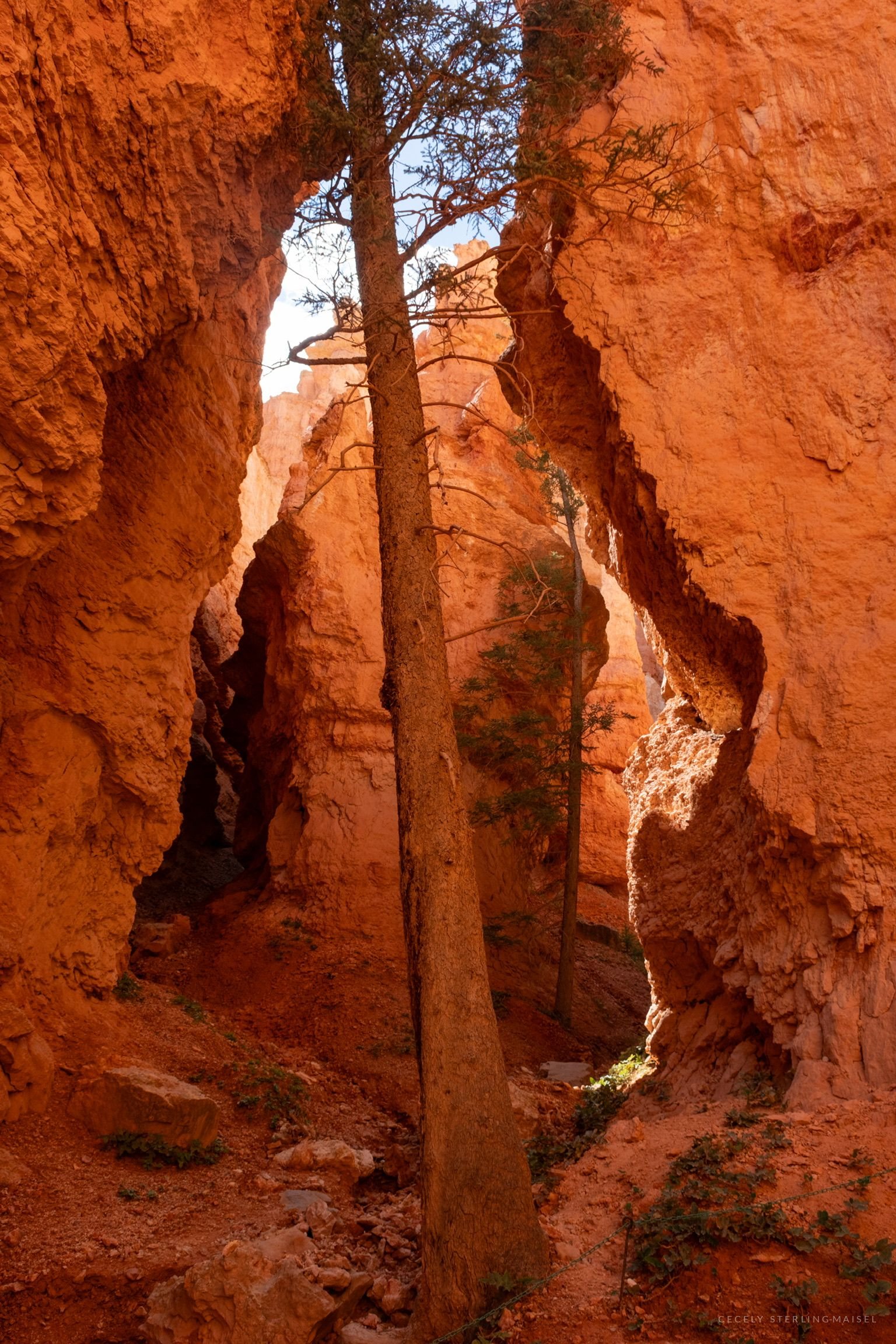 A tall pine growing straight up out of a narrow gap between orange canyon walls.