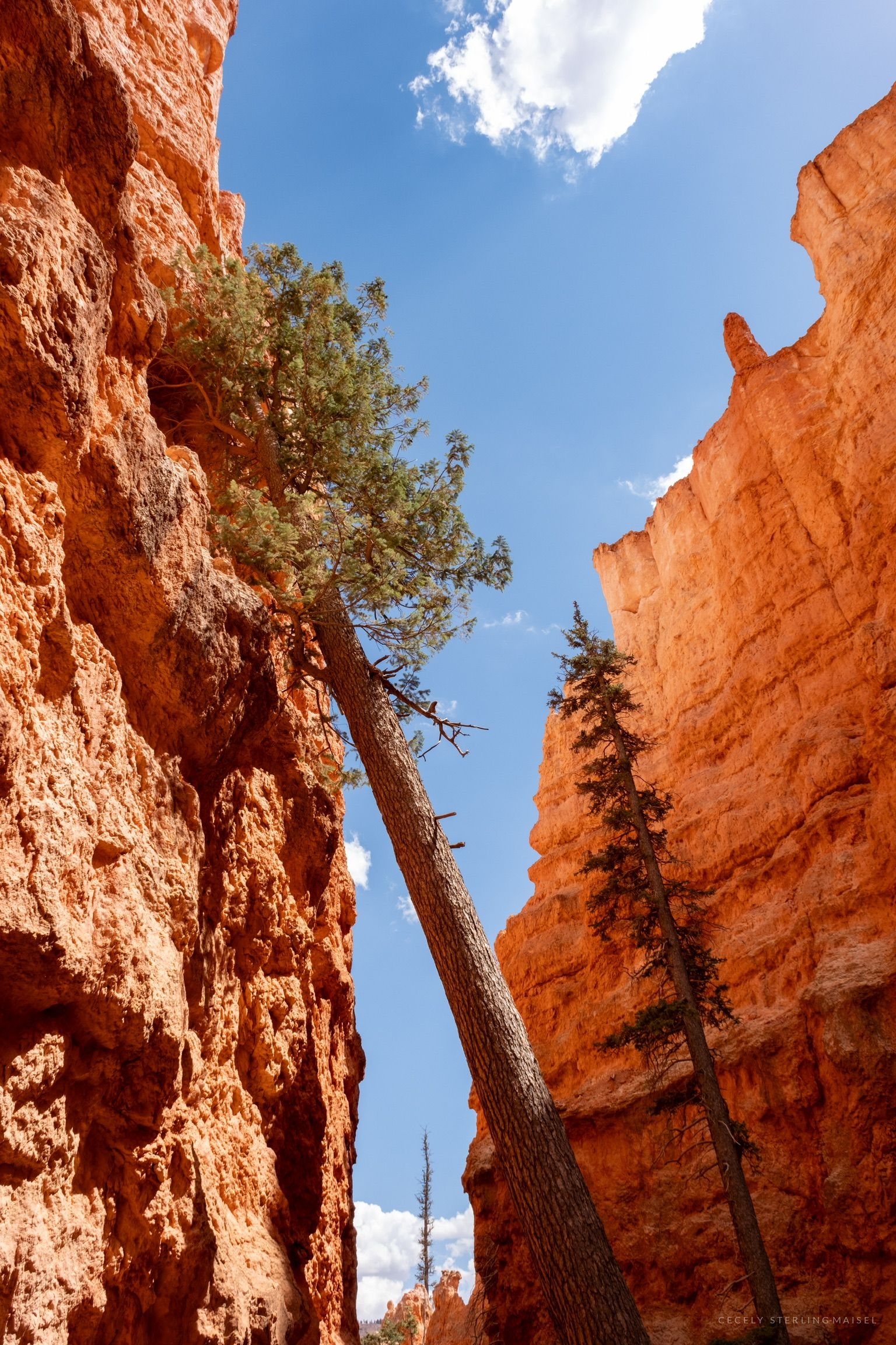 A pine leaning across a narrow orange slot in the canyon wall, a single cloud in the blue above.
