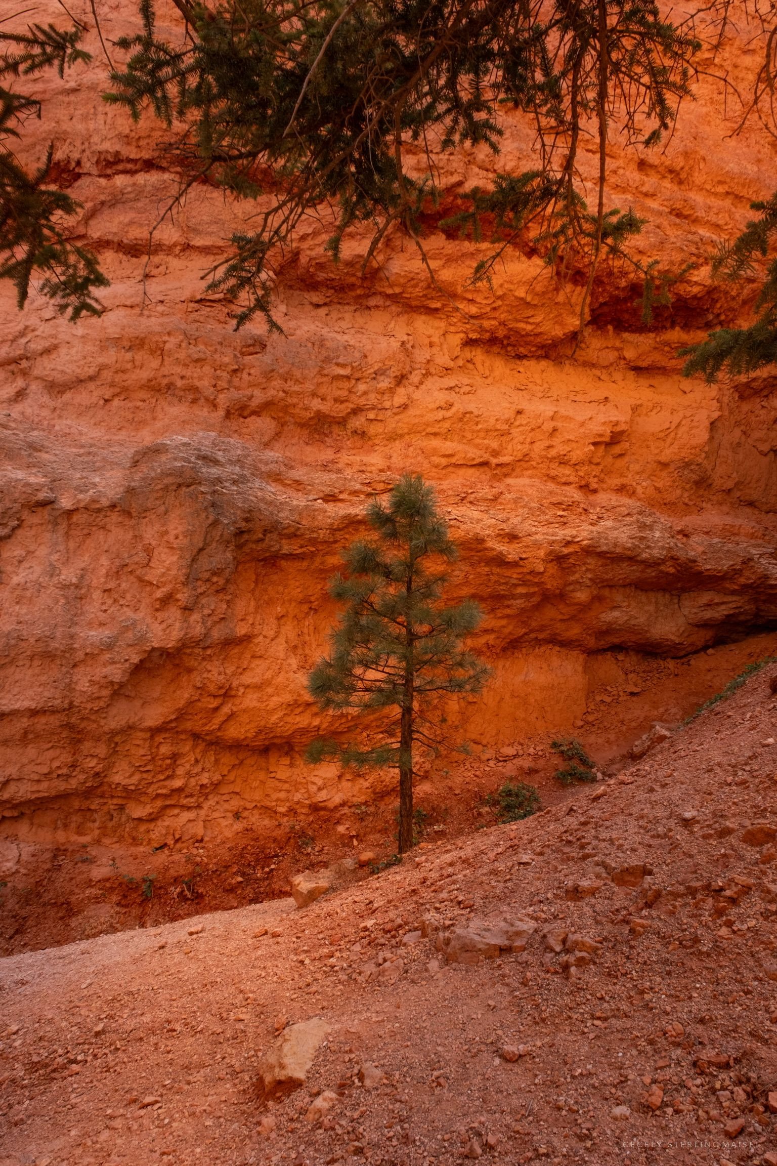 A single young pine standing on a bare orange slope beneath overhanging branches.