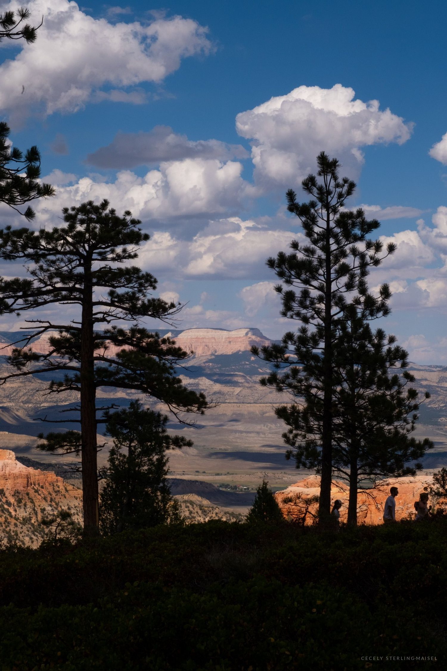 Pines silhouetted on the rim with the canyon and distant plateaus pale behind them.