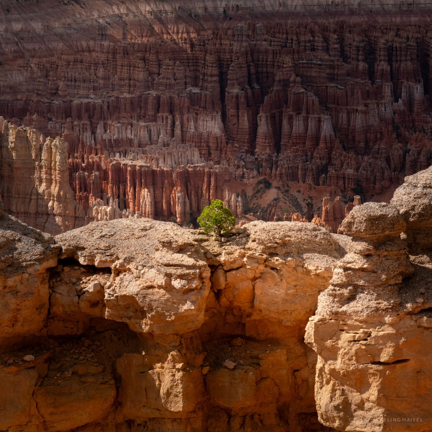 One small green tree growing from a pale rock ledge in front of a whole amphitheatre of hoodoos.
