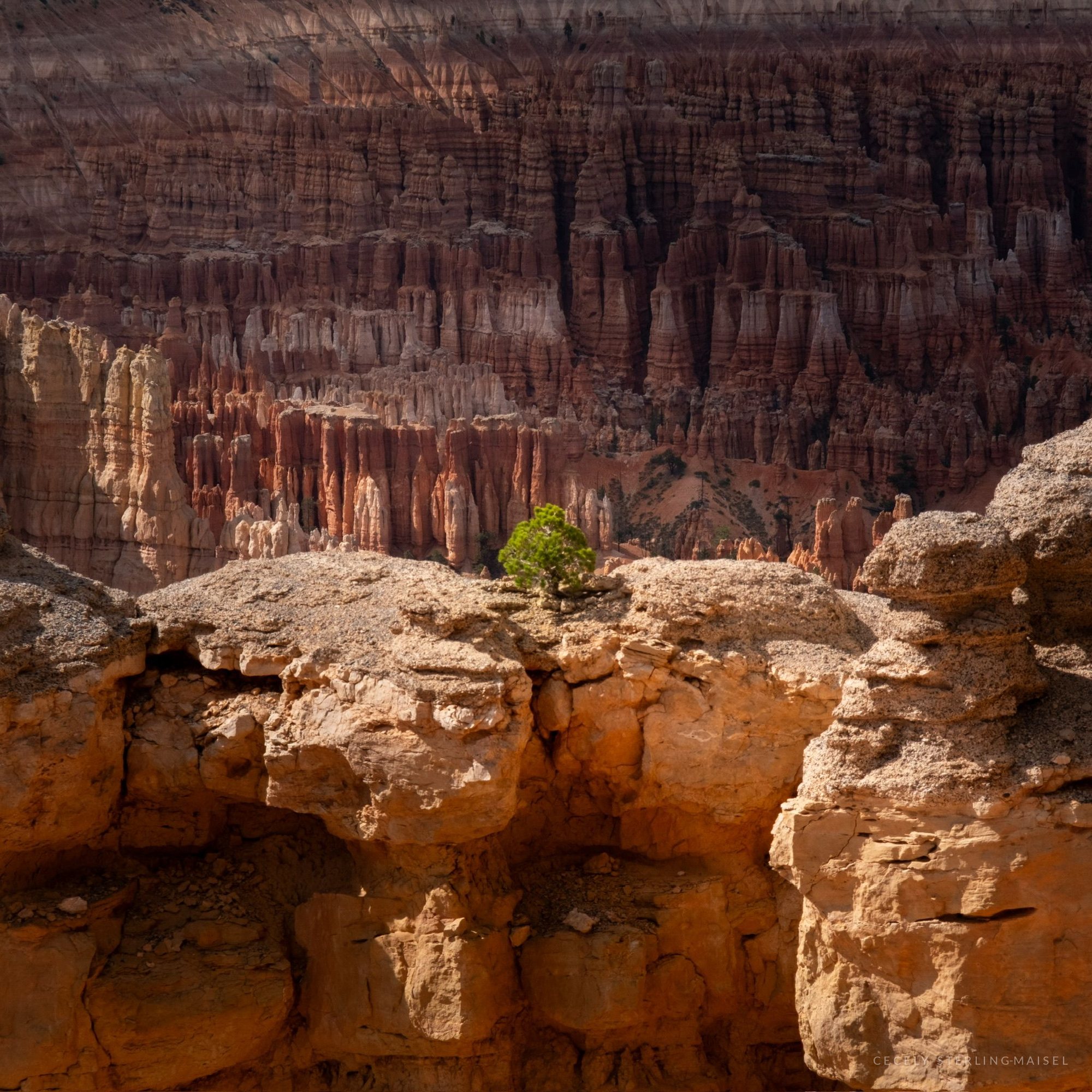 One small green tree growing from a pale rock ledge in front of a whole amphitheatre of hoodoos.