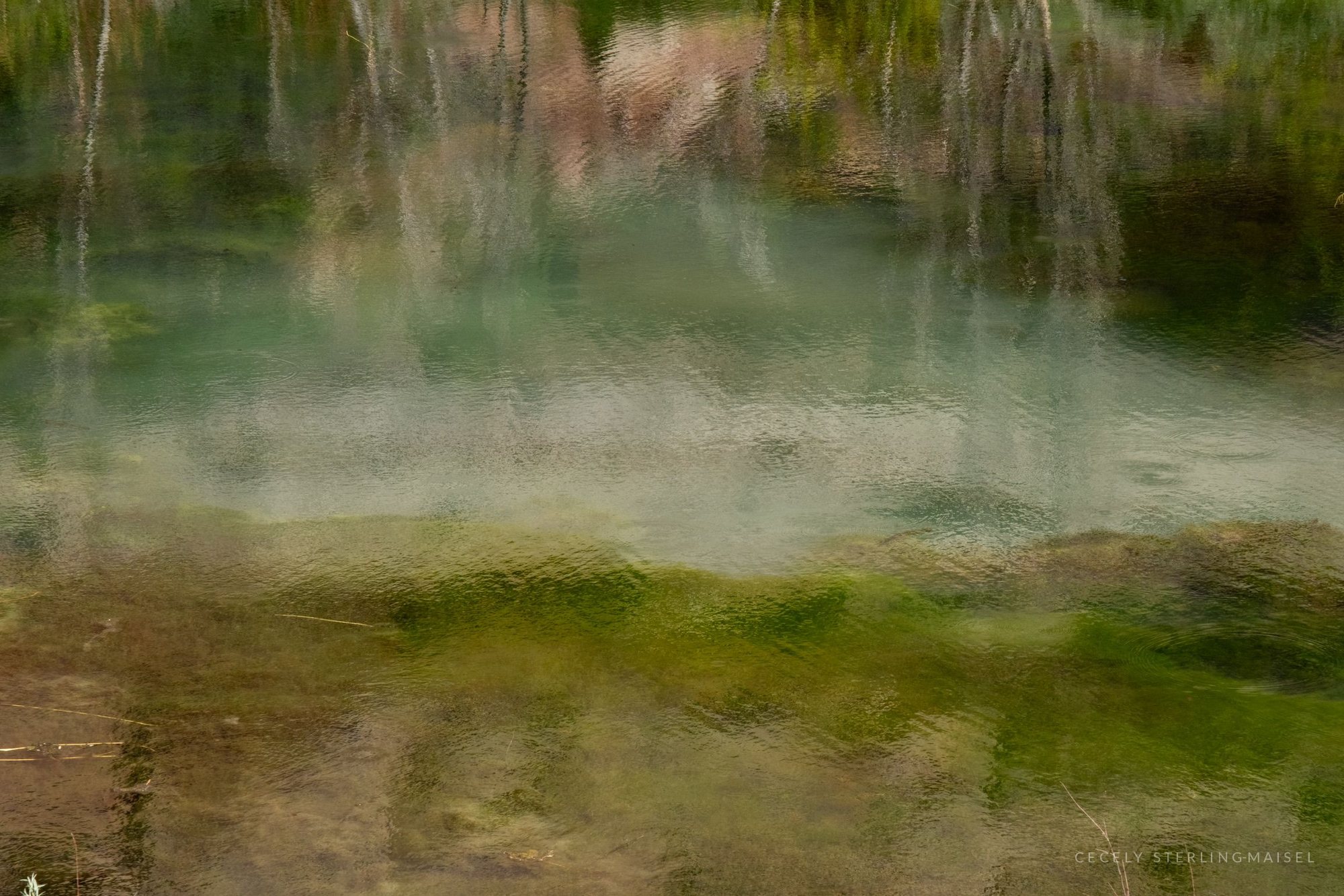 A blurred reflection of green reeds and pale trees on the surface of still water.