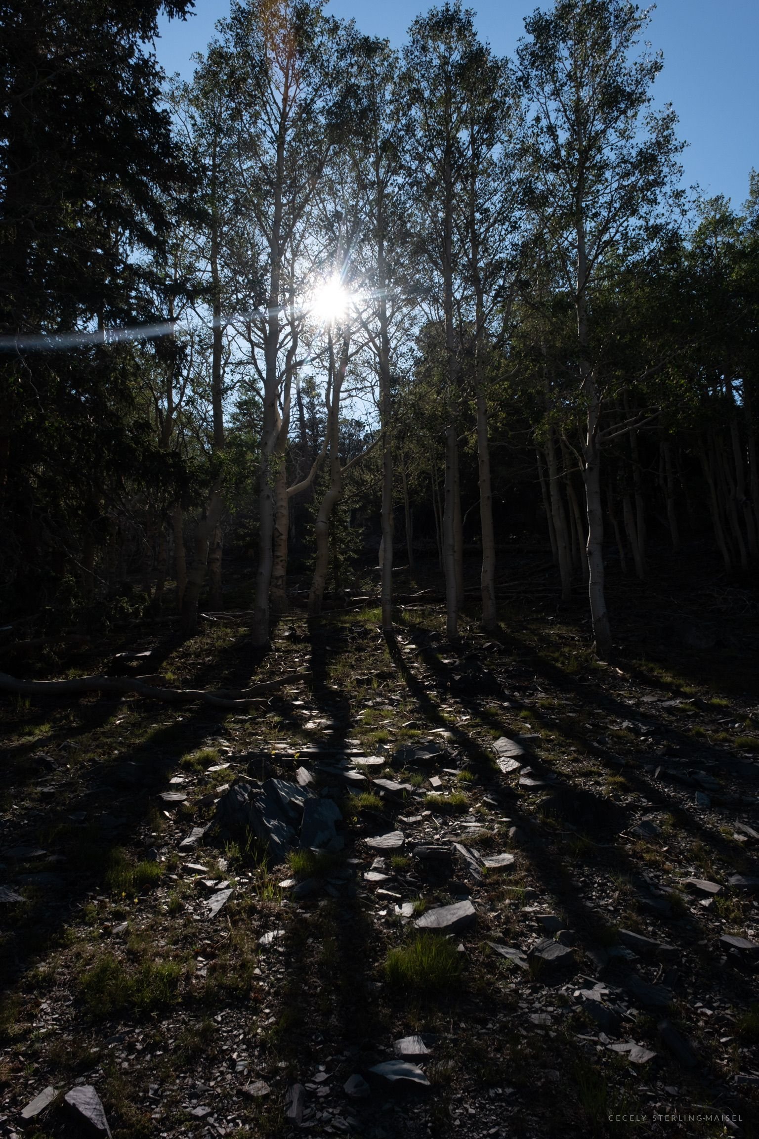 Aspen trunks throwing long shadows across a slope with the sun low behind them.