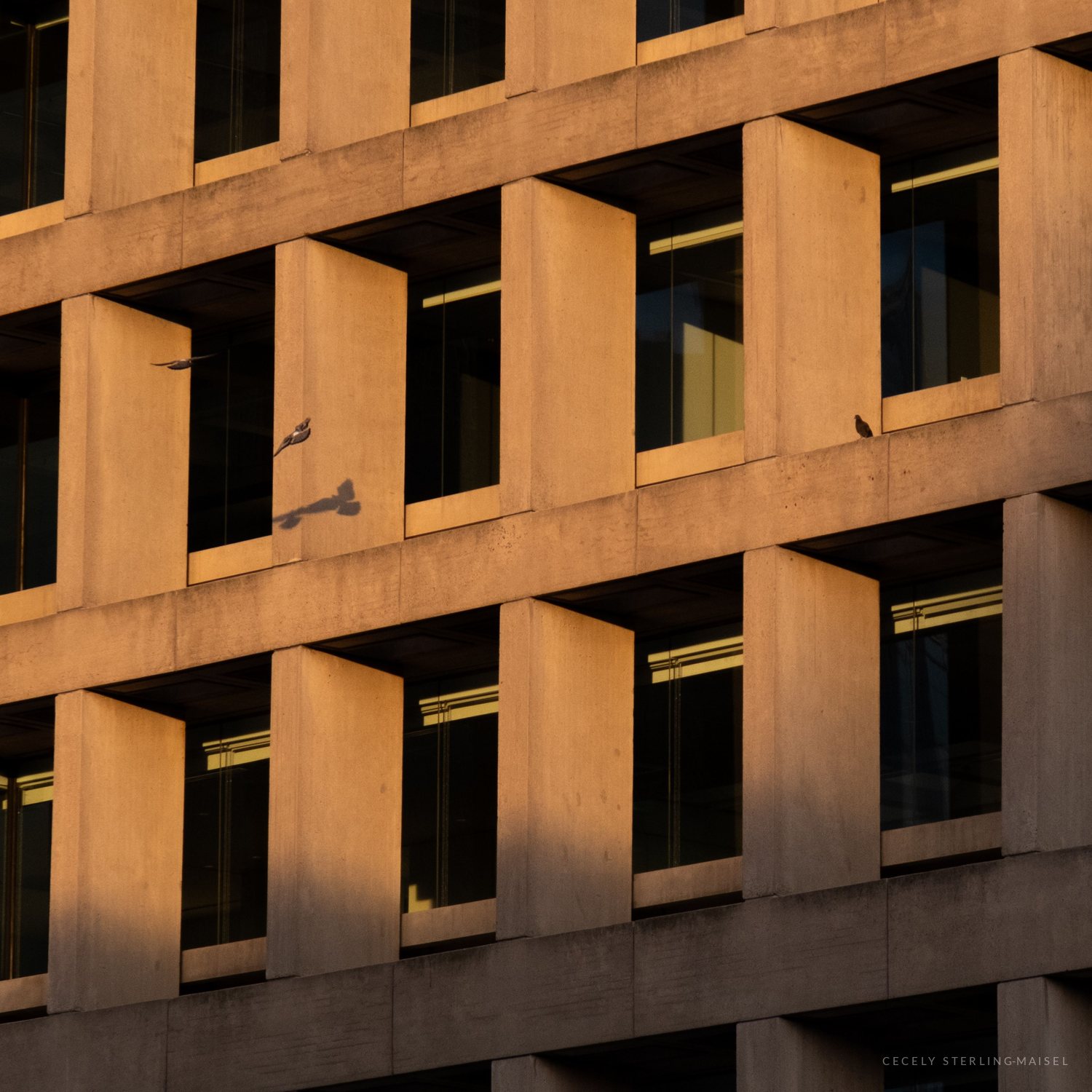 Grid of deep-set concrete window bays on a modernist facade lit gold by low sun, with a pigeon in flight casting a sharp shadow on the wall.