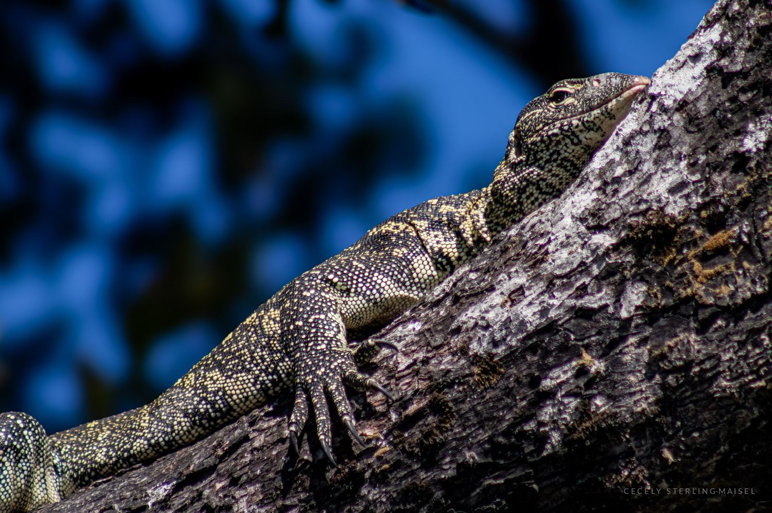A monitor lizard resting along a pale branch against deep blue shade.