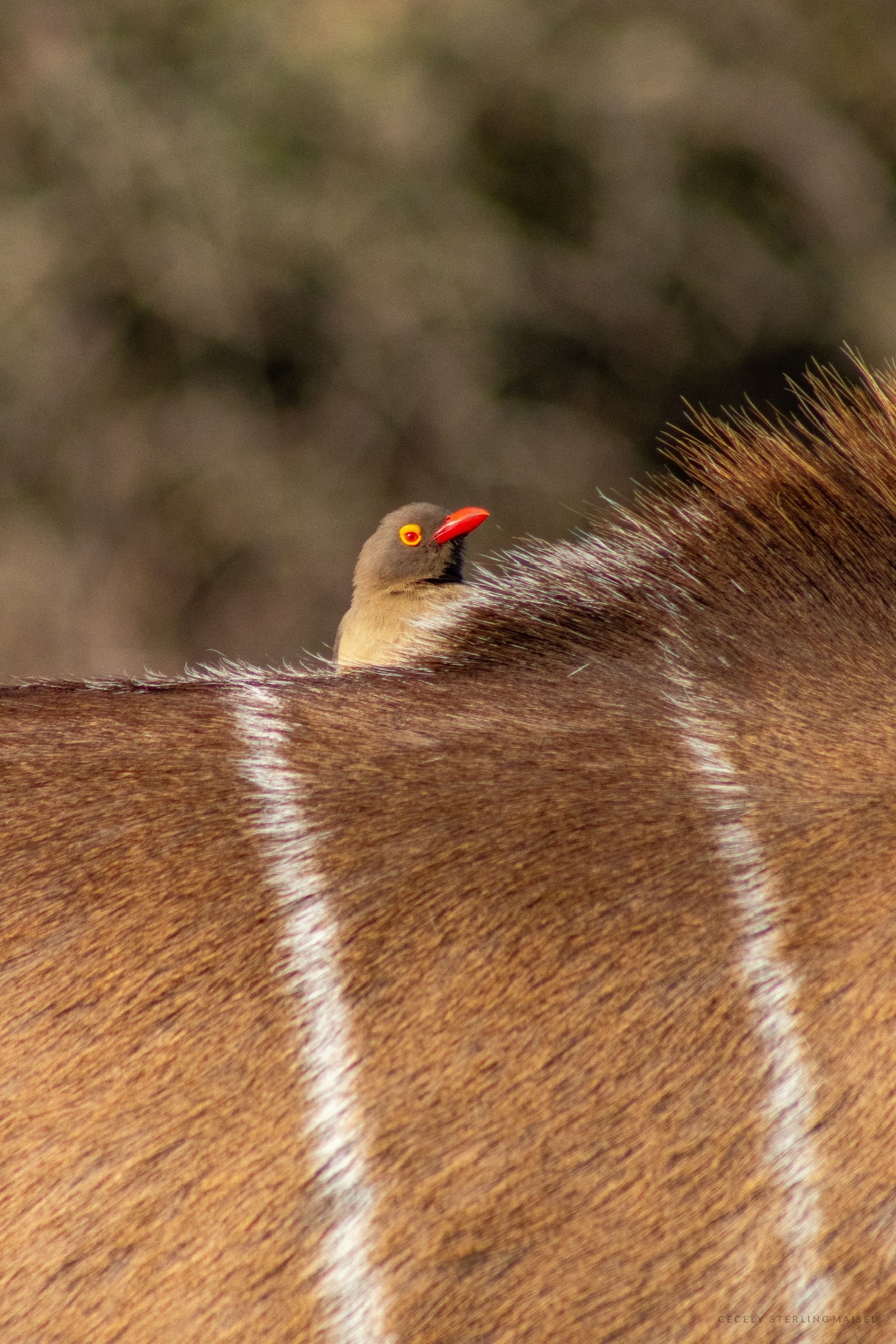 A red-billed oxpecker perched on the striped flank of an antelope.