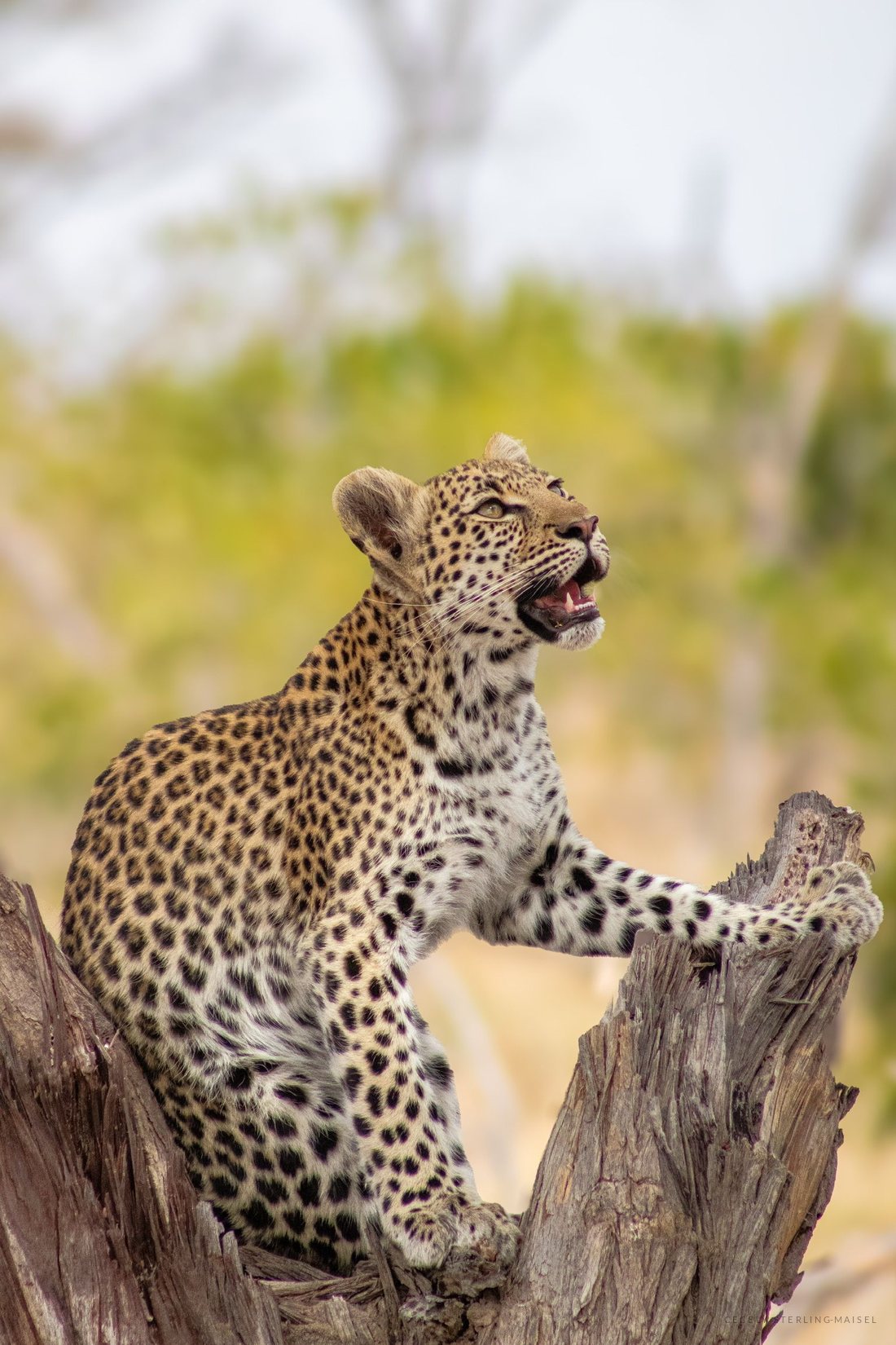 A leopard standing on a dead tree stump in low golden light, its mouth open.