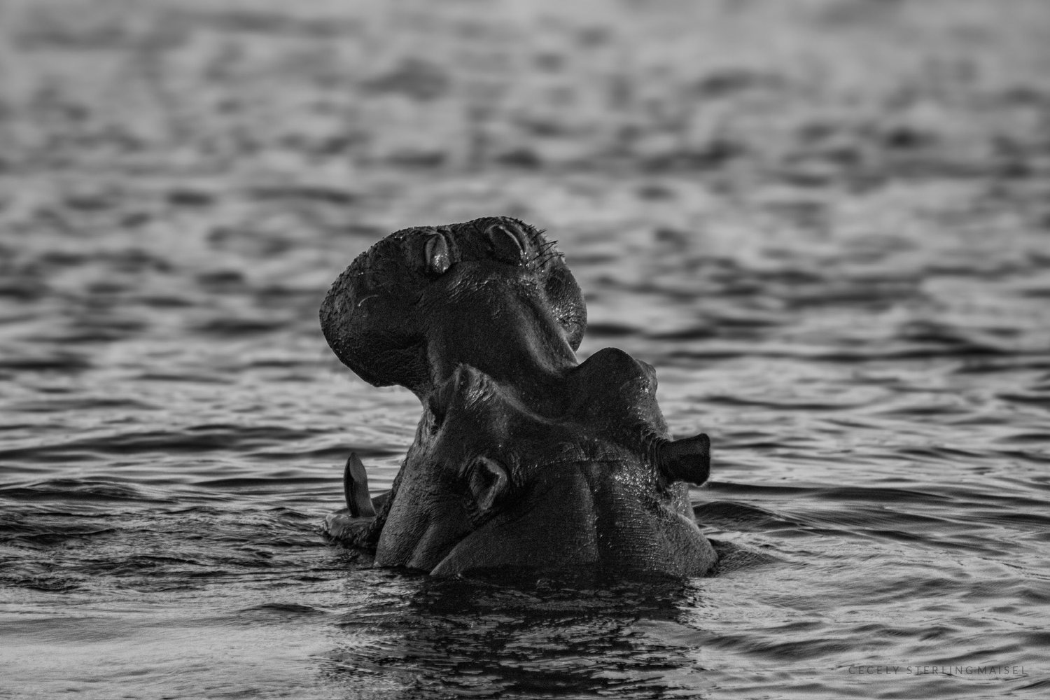 Black and white photograph of a hippopotamus rearing out of choppy water with its mouth open.