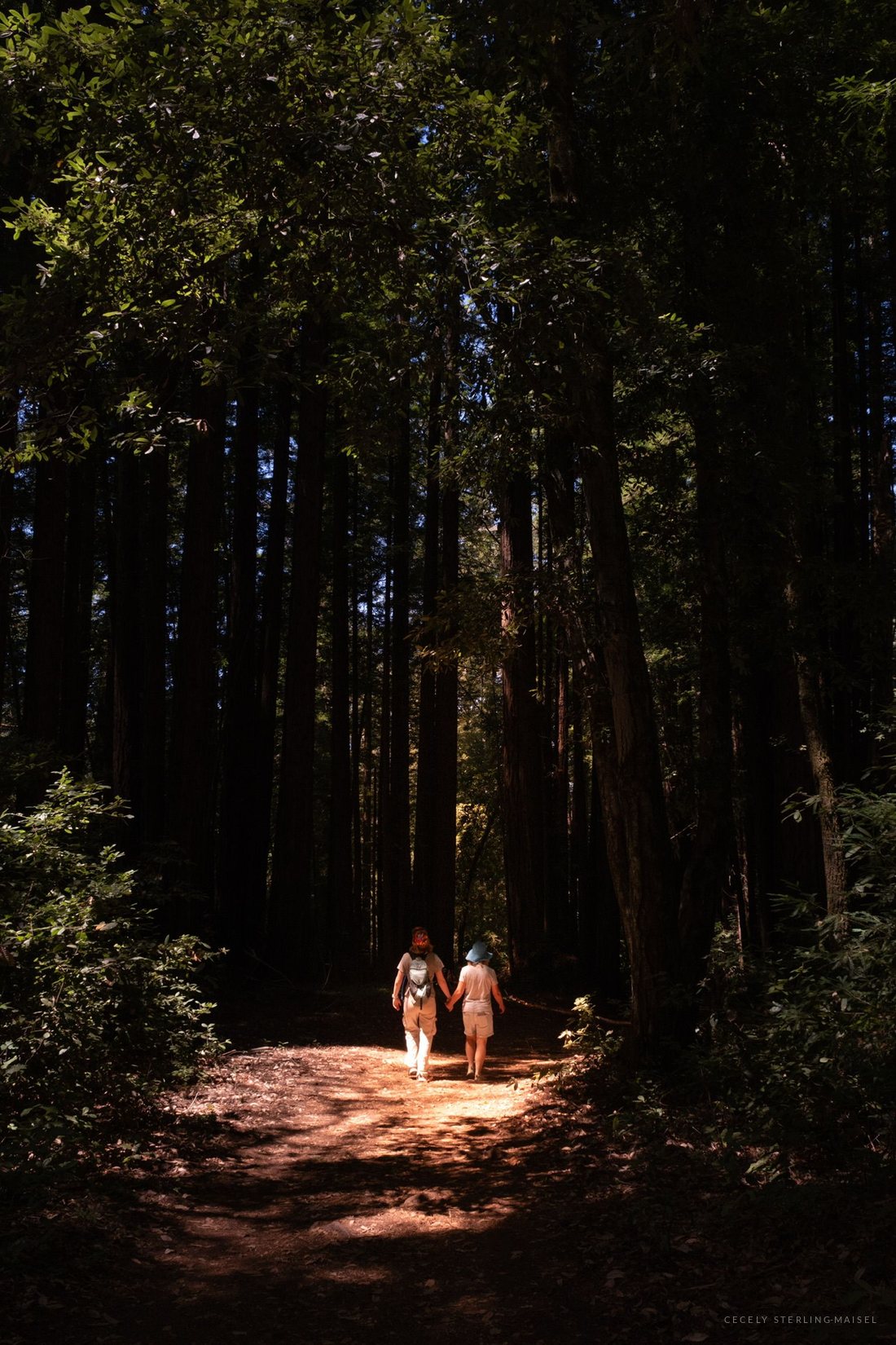 Two people walk hand in hand along a redwood trail through a single shaft of sunlight in deep forest shade.