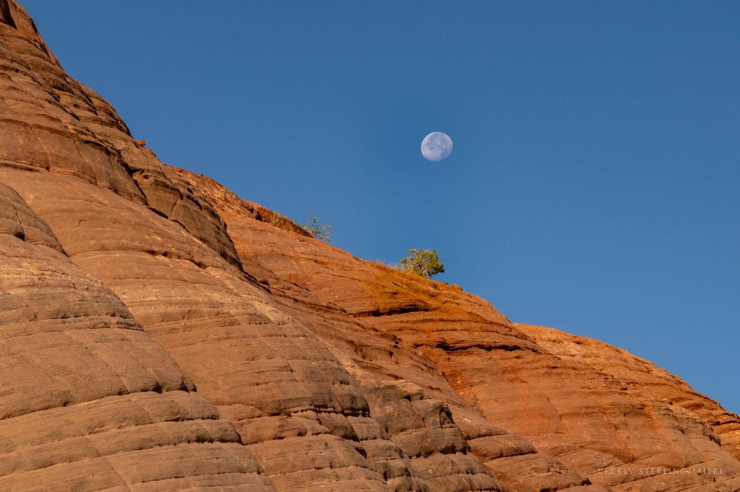 The moon in a deep blue sky above a cross-hatched sandstone slope lit by late sun, a single tree on the ridge.