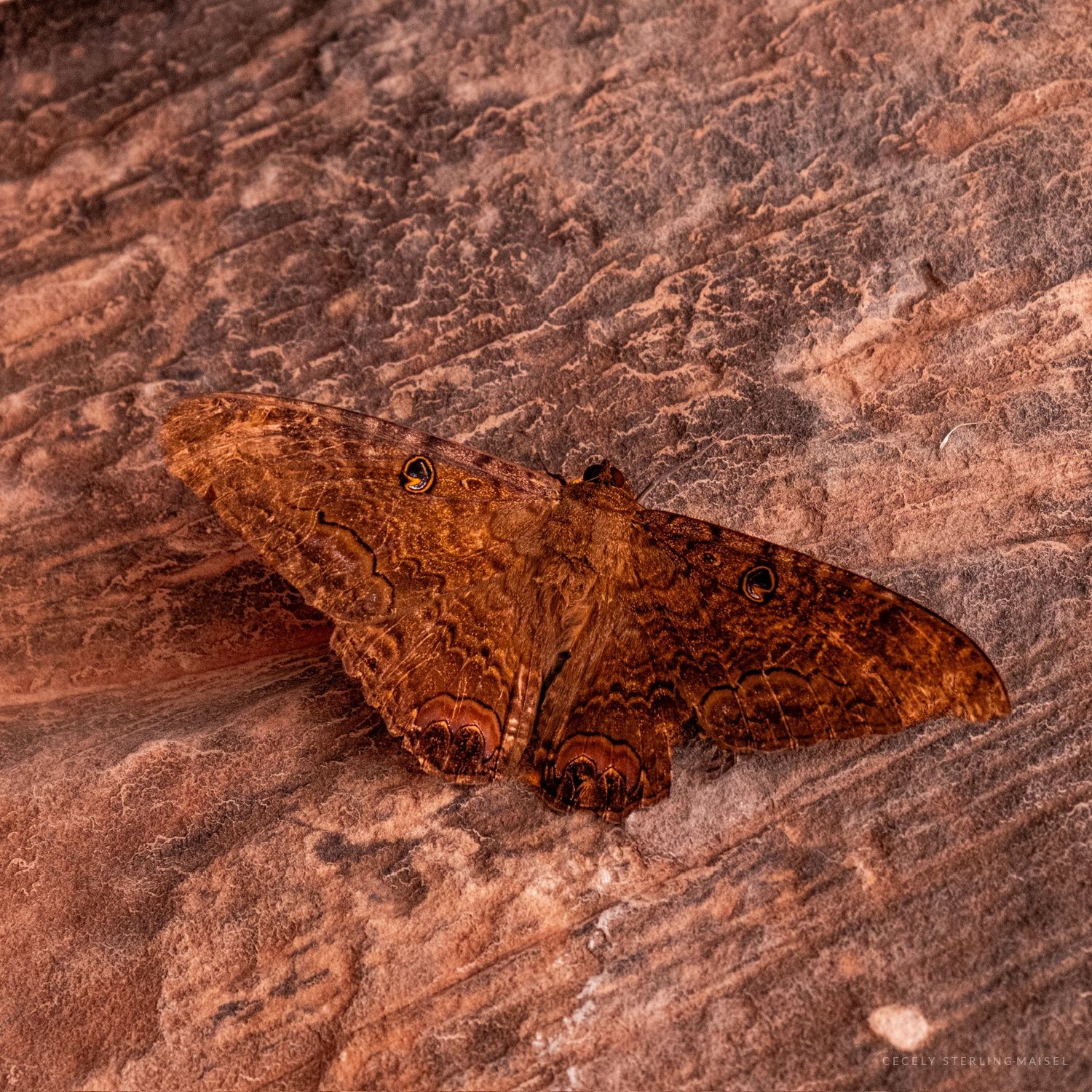 A large brown moth resting with its wings spread flat against red sandstone.