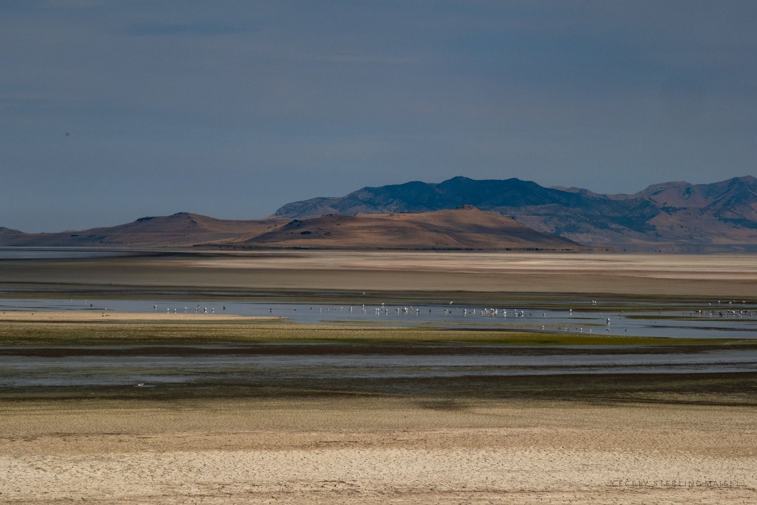 Wading birds scattered across the shallow flats of a desert salt lake, with low brown hills and a blue ridge beyond.