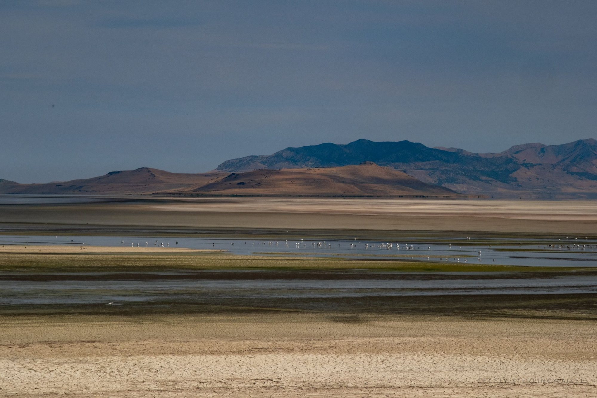 Wading birds scattered across the shallow flats of a desert salt lake, with low brown hills and a blue ridge beyond.