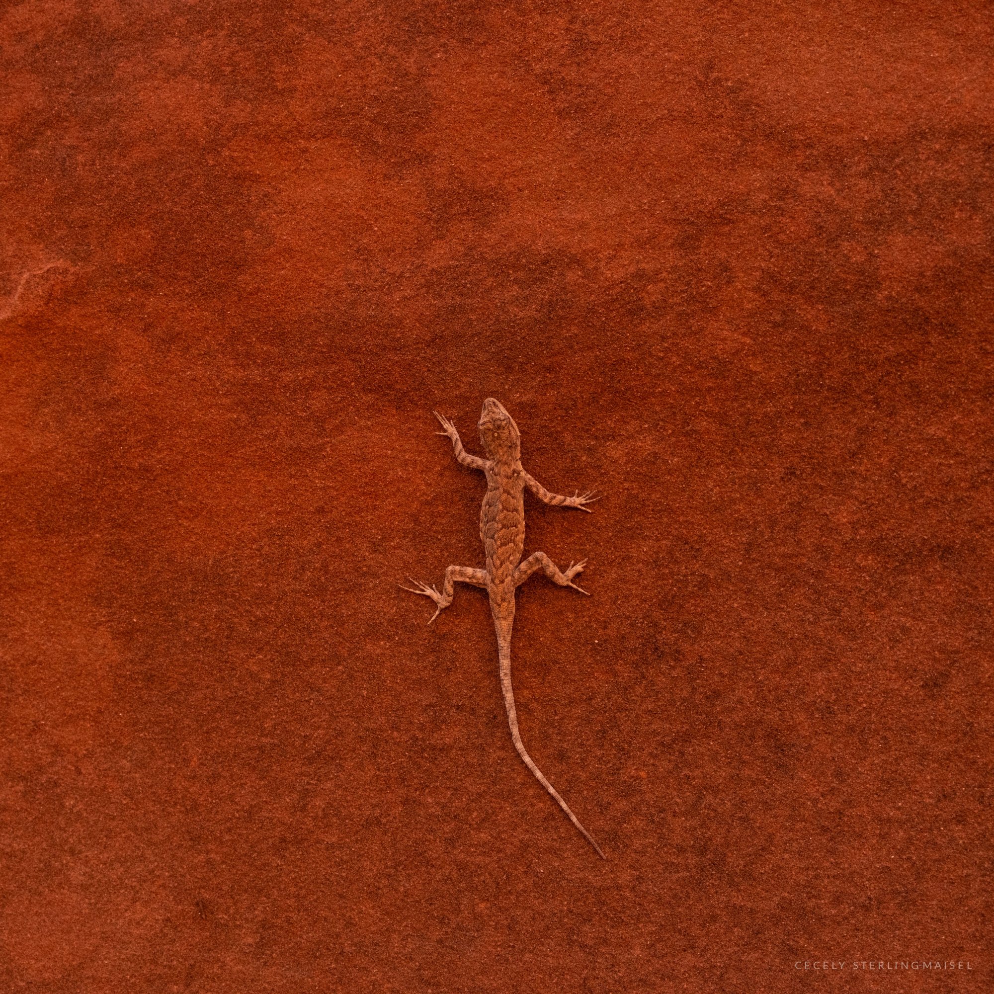 A small lizard clinging to a smooth red sandstone rock face